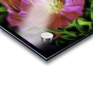 Paeonia Acrylic print