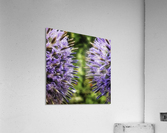 Echinops ritro Acrylic Print