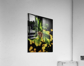 Sorbus x hostii Acrylic Print