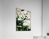 Hedera helix Acrylic Print