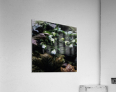Helleborus niger Acrylic Print