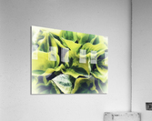 Hosta Acrylic Print