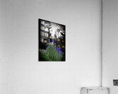Lupinus nootkatensis Acrylic Print
