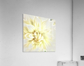 Dahlia Acrylic Print