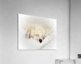 Bella Acrylic Print