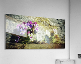 Viola Acrylic Print