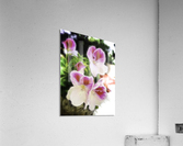 Untitled Acrylic Print
