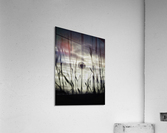 Taraxacum ssp. Acrylic Print