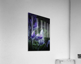 Lupinus nootkatensis Acrylic Print