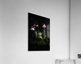 Geum rivale Acrylic Print