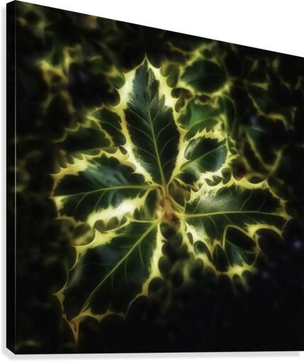 Ilex aquifolium Canvas Print