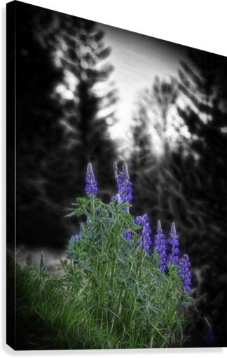 Lupinus nootkatensis Canvas Print