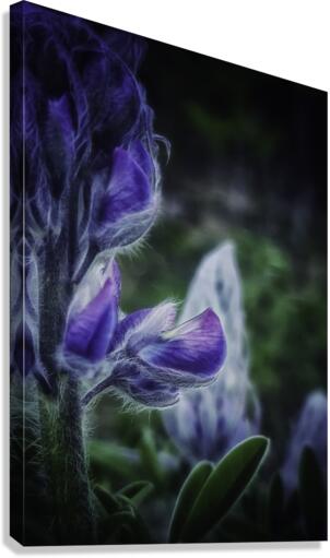 Lupinus nootkatensis Canvas Print