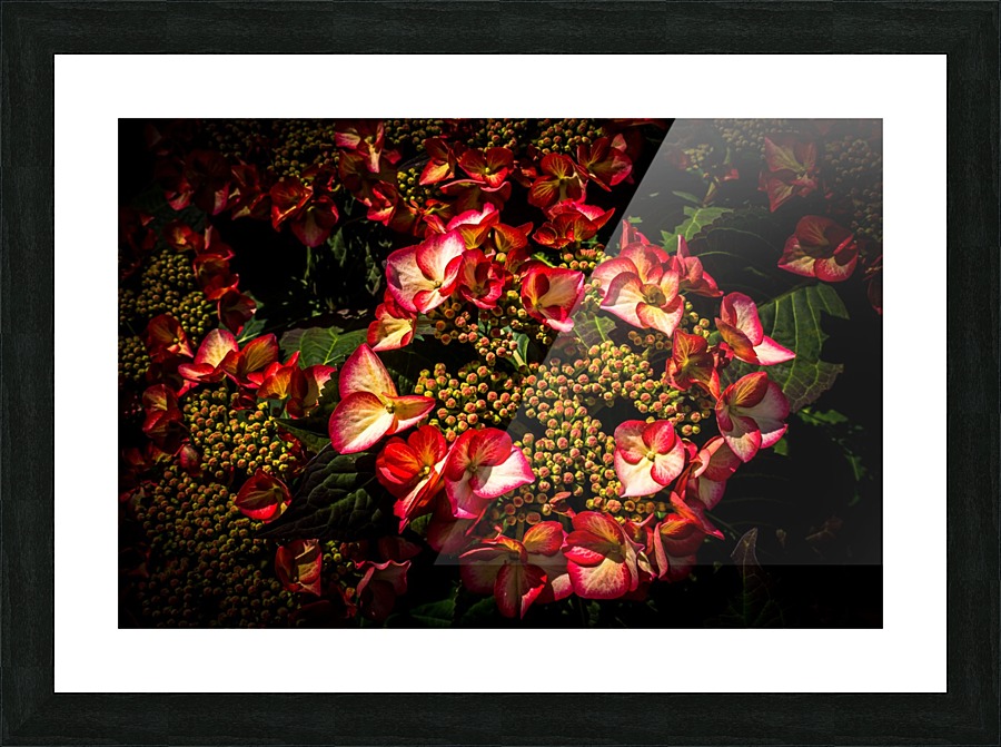 Hydrangea Hortensia Picture Frame print