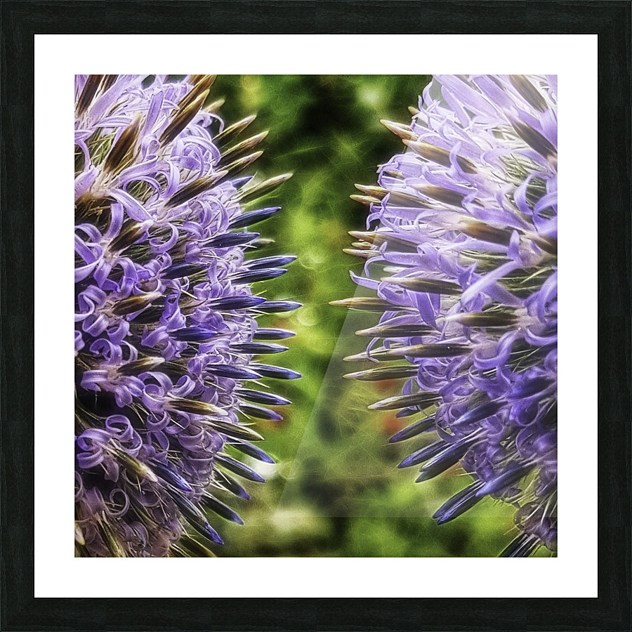 Echinops ritro Picture Frame print