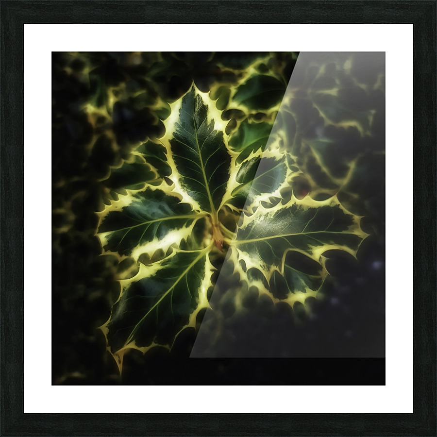 Ilex aquifolium Picture Frame print