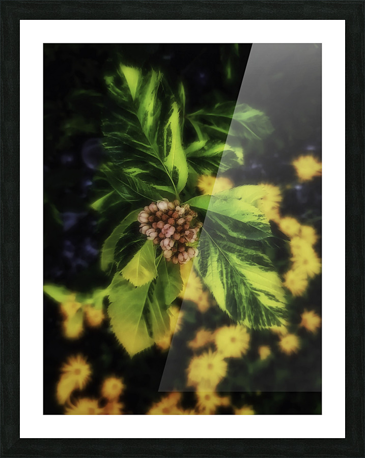 Sorbus x hostii Picture Frame print