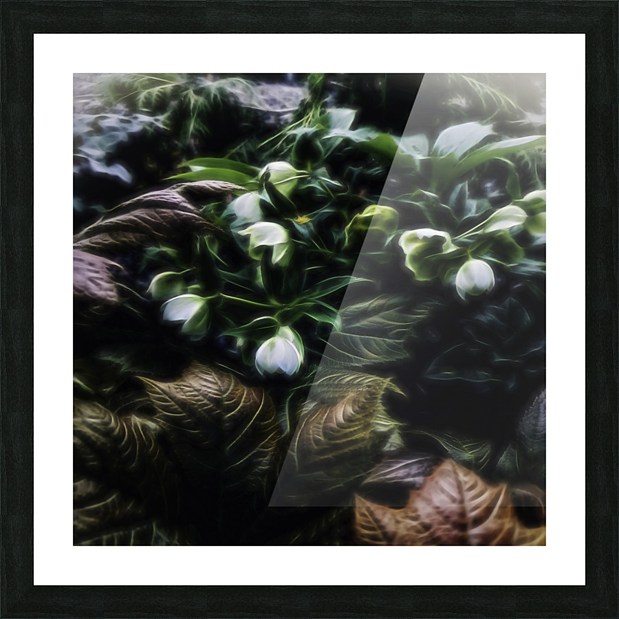 Helleborus niger Picture Frame print