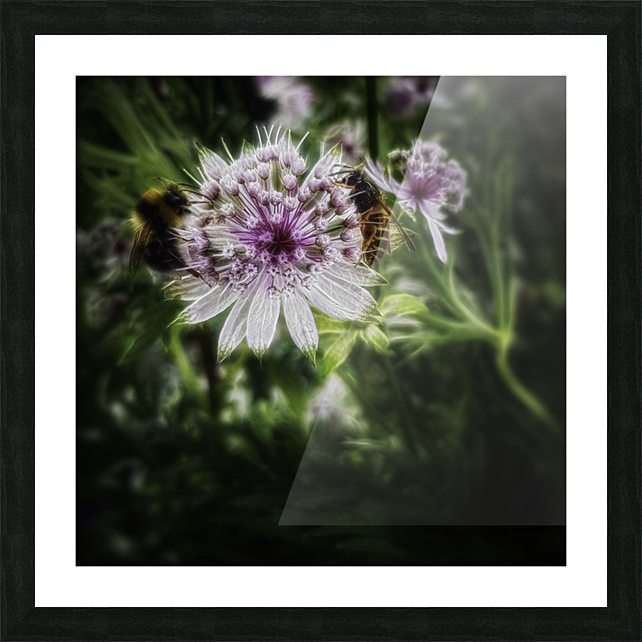 Astrantia major Picture Frame print
