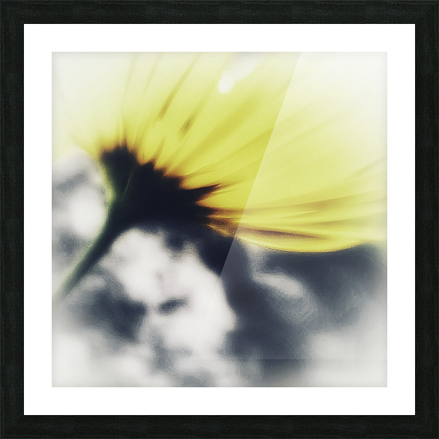 Doronicum orientale Picture Frame print