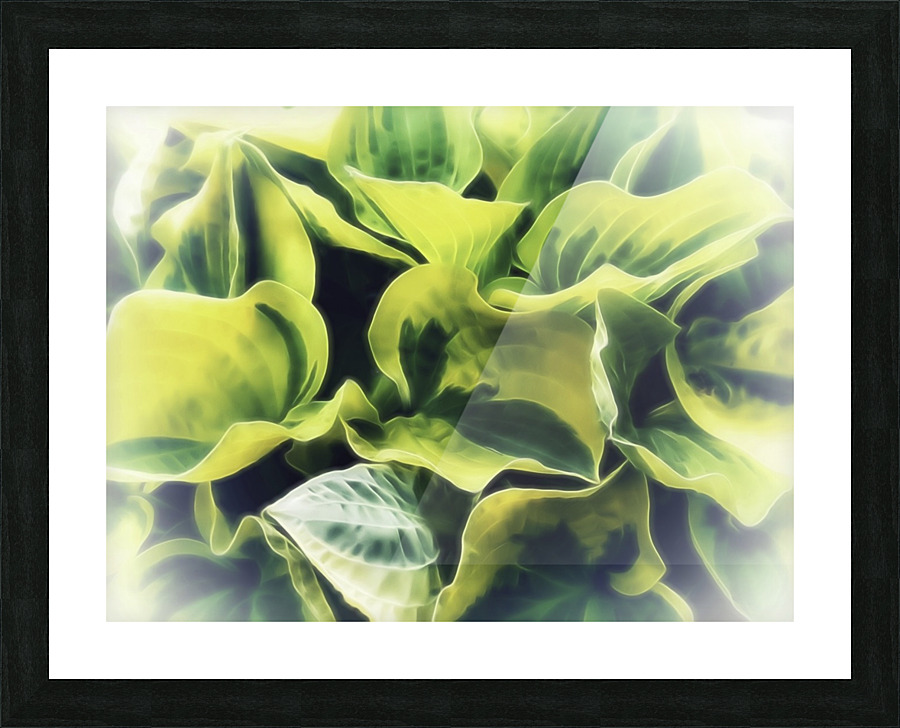 Hosta Picture Frame print