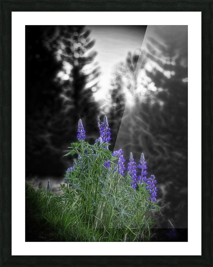 Lupinus nootkatensis Picture Frame print
