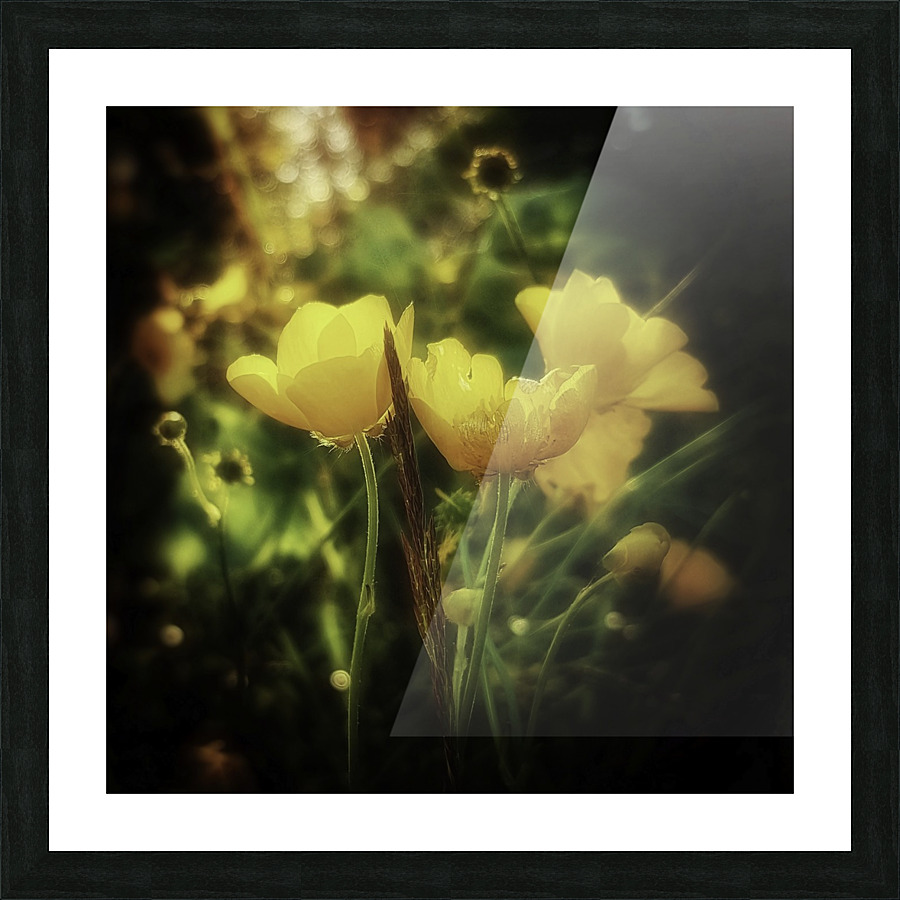 Ranunculus acris Picture Frame print