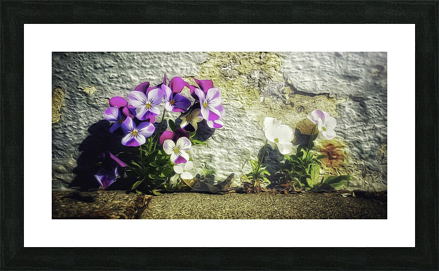 Viola Picture Frame print