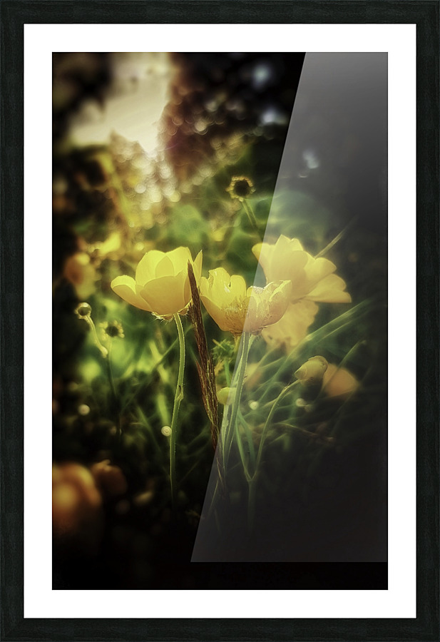 Ranunculus acris Picture Frame print
