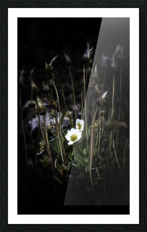 Dryas octopetala Picture Frame print