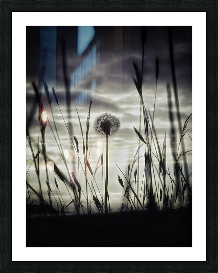 Taraxacum ssp. Picture Frame print