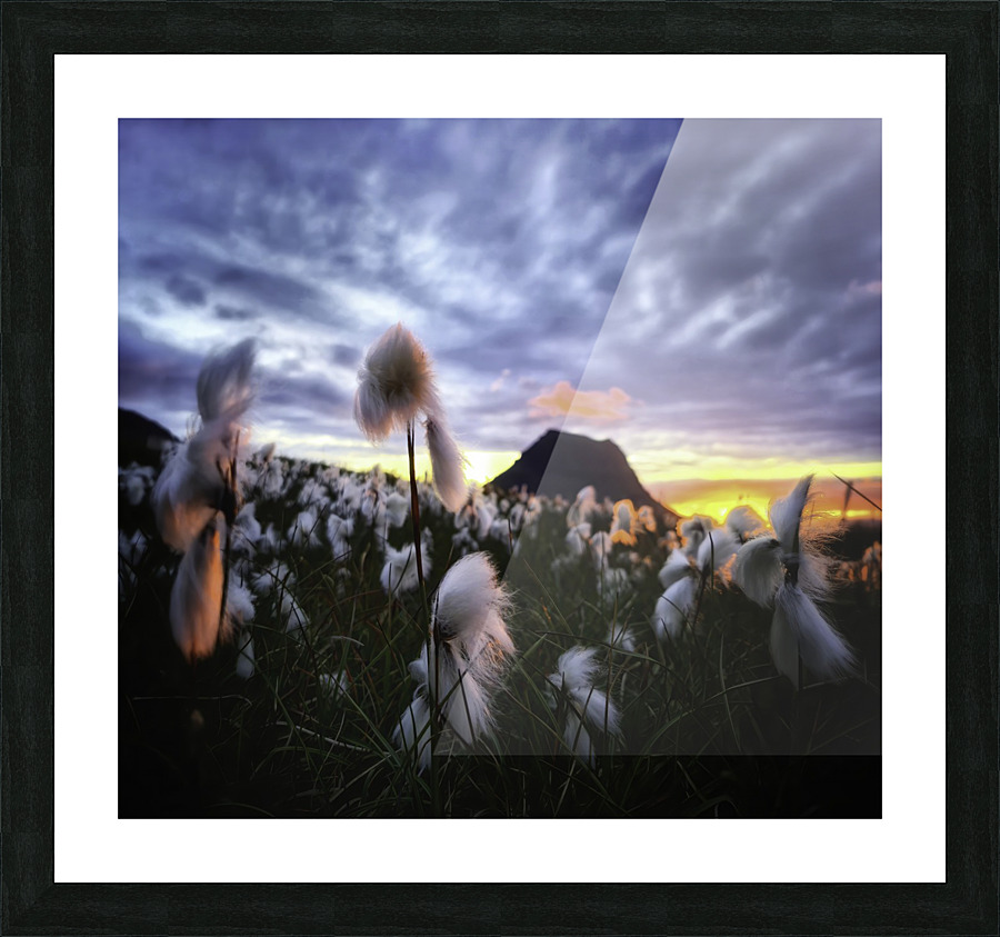 Eriphorum angustifolium Picture Frame print