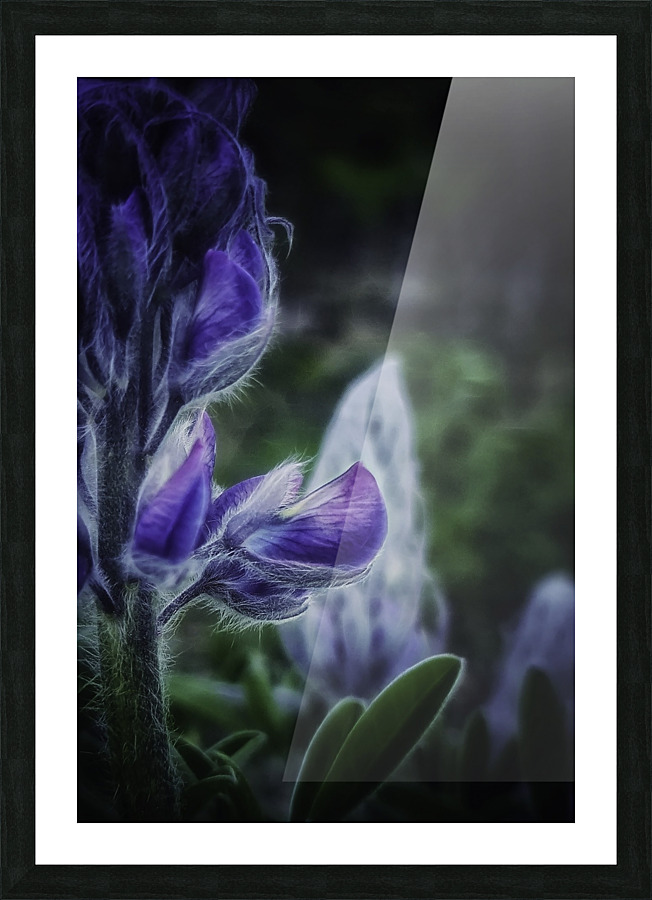 Lupinus nootkatensis Picture Frame print