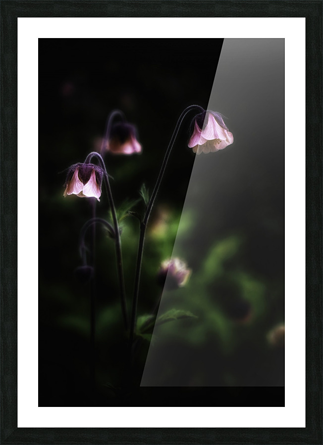 Geum rivale Picture Frame print