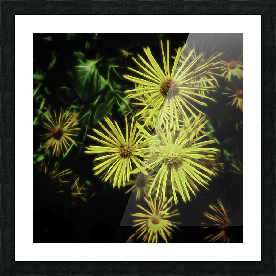 Doronicum orientale Picture Frame print
