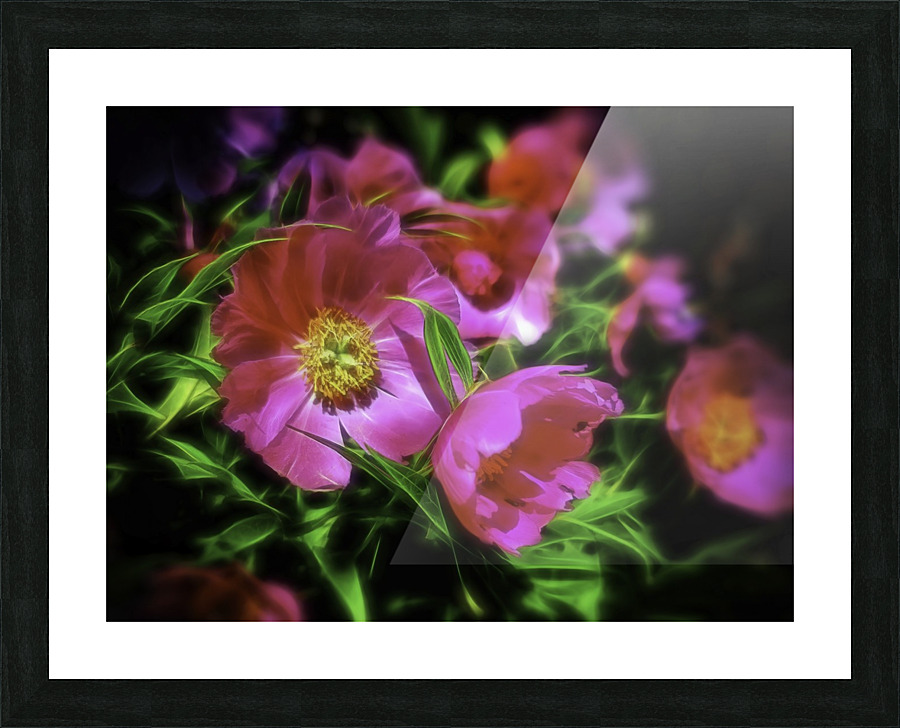 Paeonia Picture Frame print