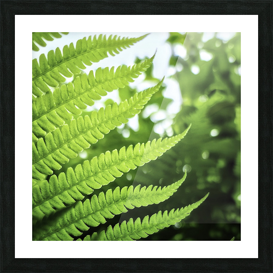 Fern Picture Frame print