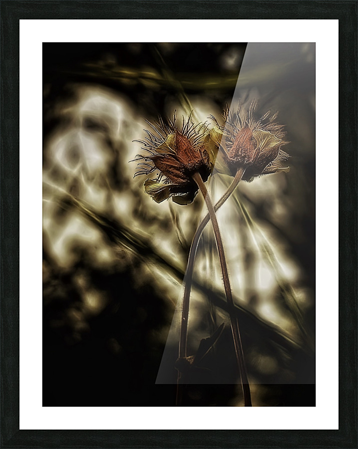 Geum rivale Picture Frame print