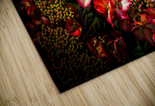 Hydrangea Hortensia Pétur Reynisson puzzle