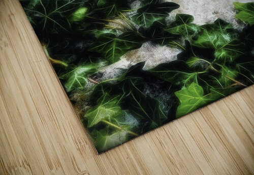 Hedera helix Pétur Reynisson puzzle