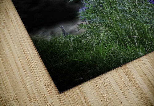 Lupinus nootkatensis Pétur Reynisson puzzle