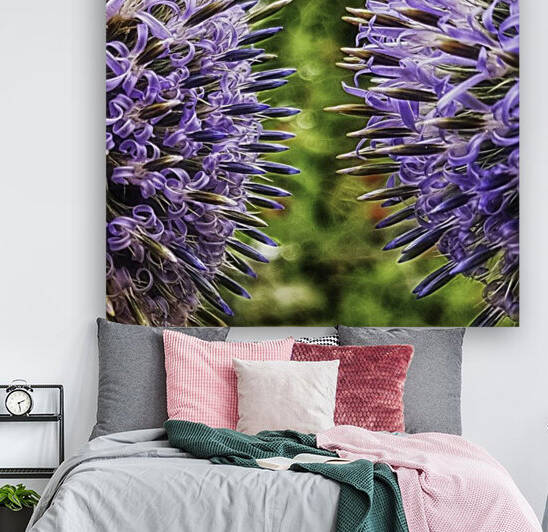 Echinops ritro by Pétur Reynisson