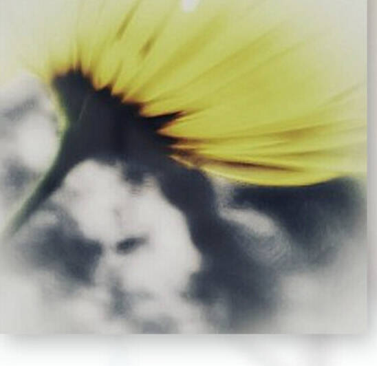 Doronicum orientale by Pétur Reynisson