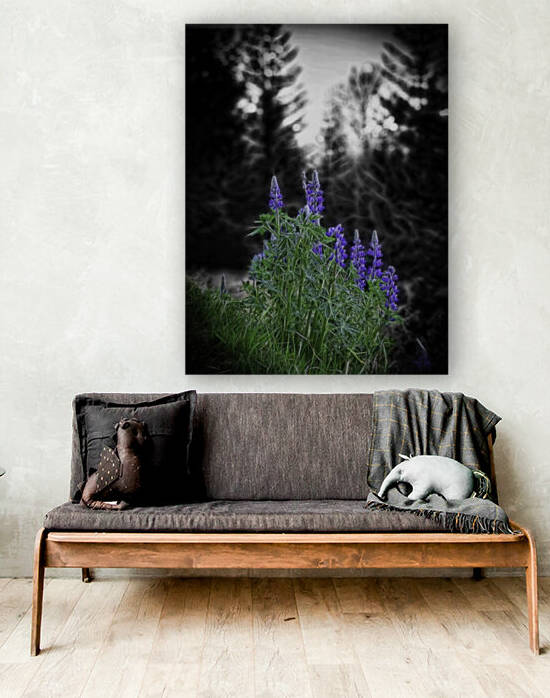 Lupinus nootkatensis by Pétur Reynisson