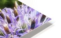 Echinops ritro HD Metal print