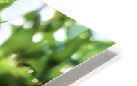 Fern HD Metal print