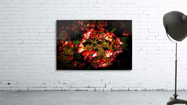 Hydrangea Hortensia Wall Preview