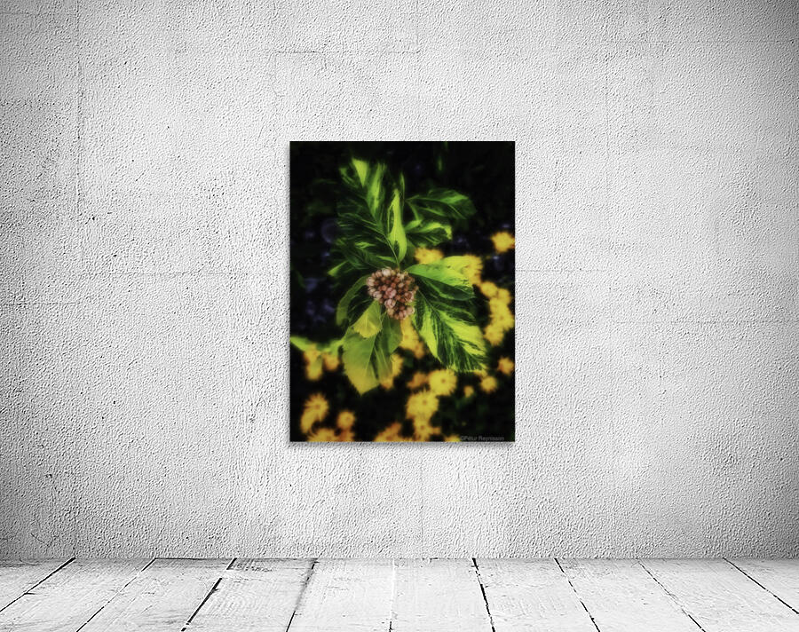 Sorbus x hostii Wall Preview