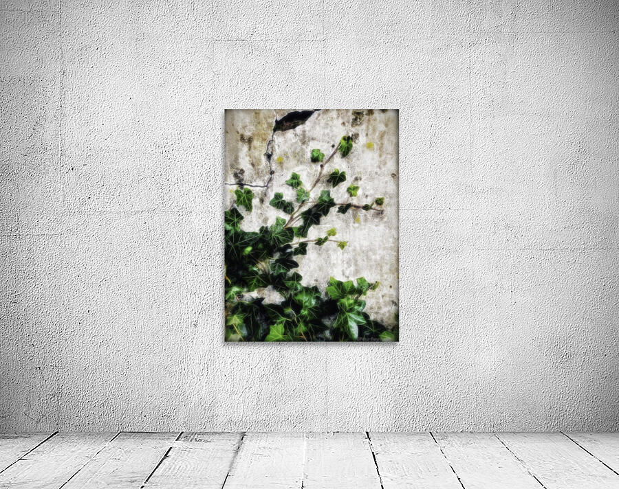 Hedera helix Wall Preview