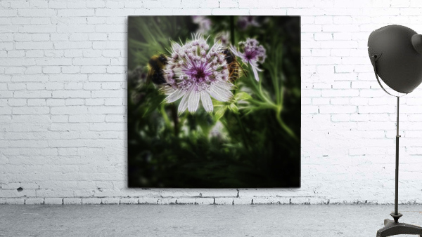Astrantia major Wall Preview